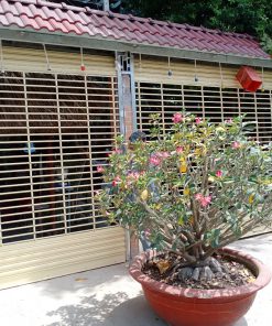 cửa